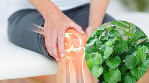 Ngâm chân chữa đau thần kinh tọa, giải pháp dễ thực hiện và không tốn kém