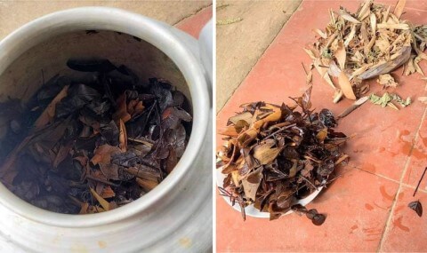 Uống thuốc nam nhiều có hại thận không