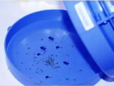 den diet muoi dai sinh