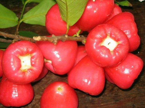 Lựa chọn thực phẩm mùa hè tốt cho bà bầu